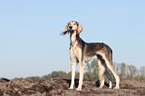 SALUKI 003